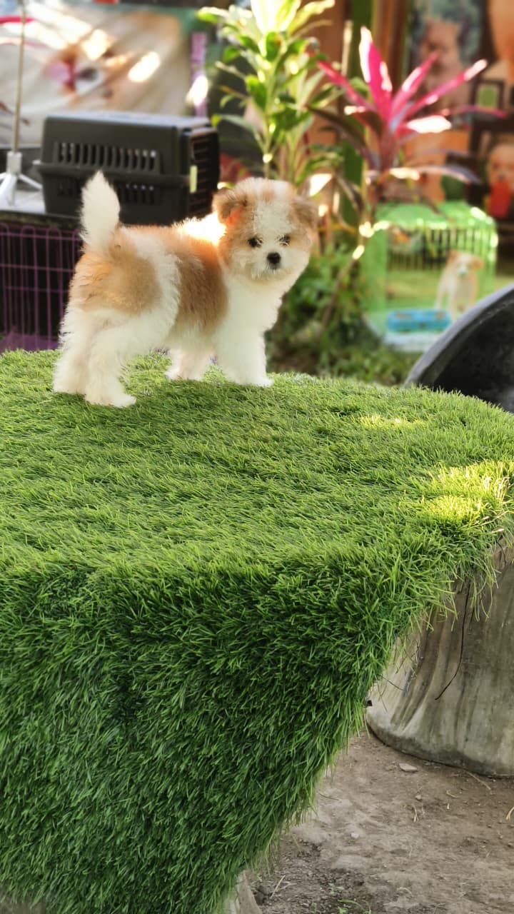 Puppy Yoga Bali Rizky puppy yoga bali rizki10