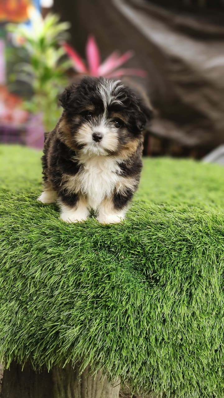 Puppy Yoga Bali Rizky puppy yoga bali rizki12