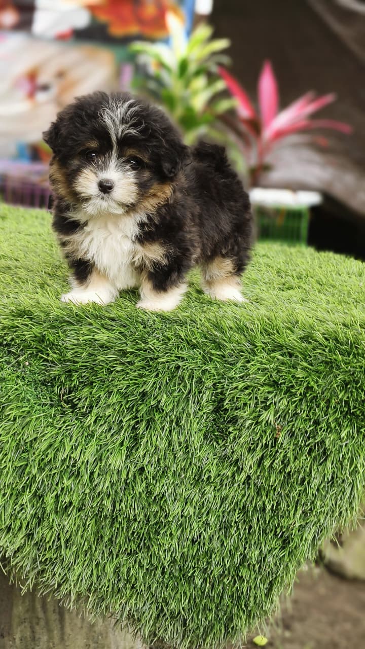 Puppy Yoga Bali Rizky puppy yoga bali rizki13