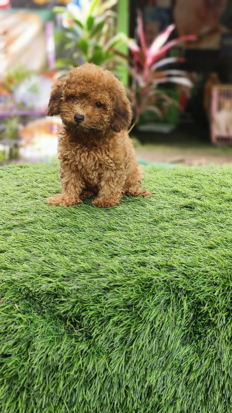 Puppy Yoga Bali Rizky puppy yoga bali rizki8