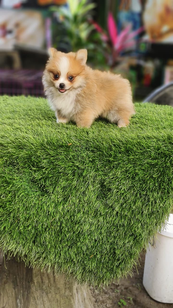 Puppy Yoga Bali Rizky puppy yoga bali rizki9