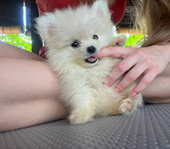 yoga puppy1
