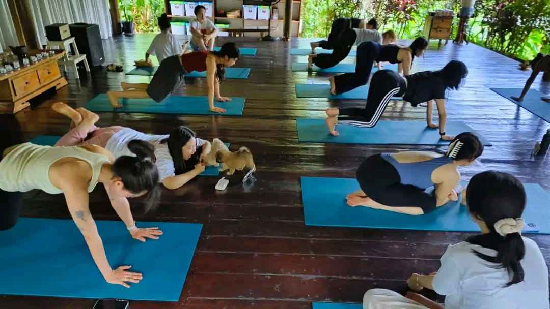 Puppy Yoga in Bali, wellness activities in Canggu