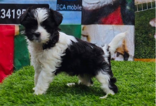 puppy yoga bali4546